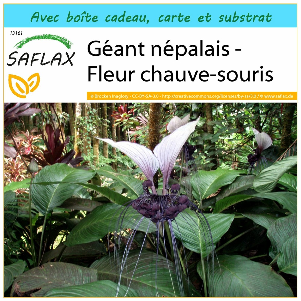 Ensemble-cadeau - géant népalais - fleur chauve-souris - 10 graines - tacca nevia white