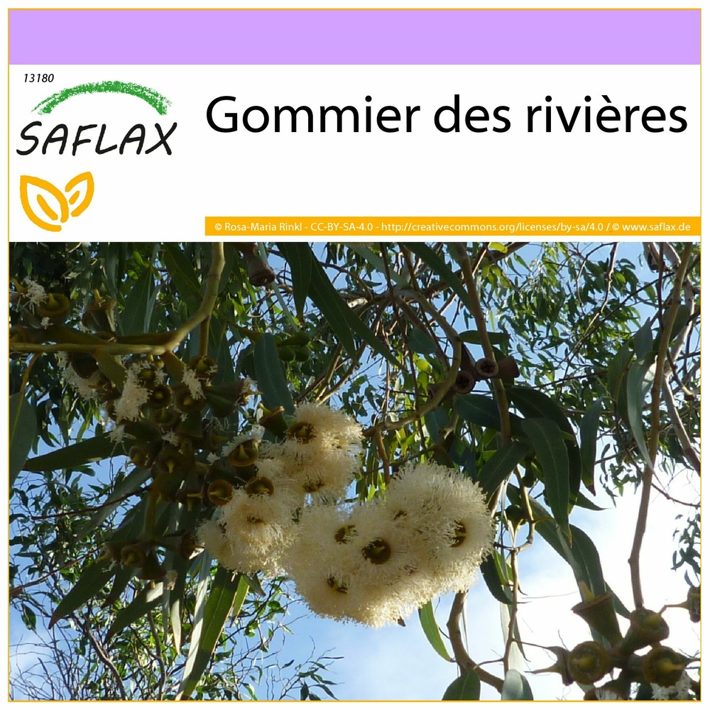 Gommier des rivières - 200 graines - eucalyptus camaldulensis