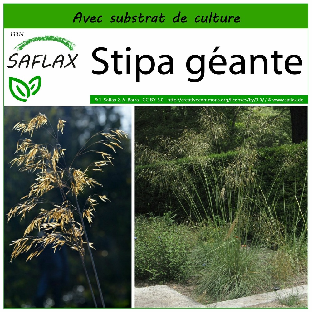 Stipa géante - 10 graines - avec substrat - stipa gigantea