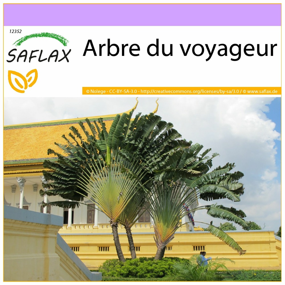 Arbre du voyageur - 8 graines - ravenala madagascariensis