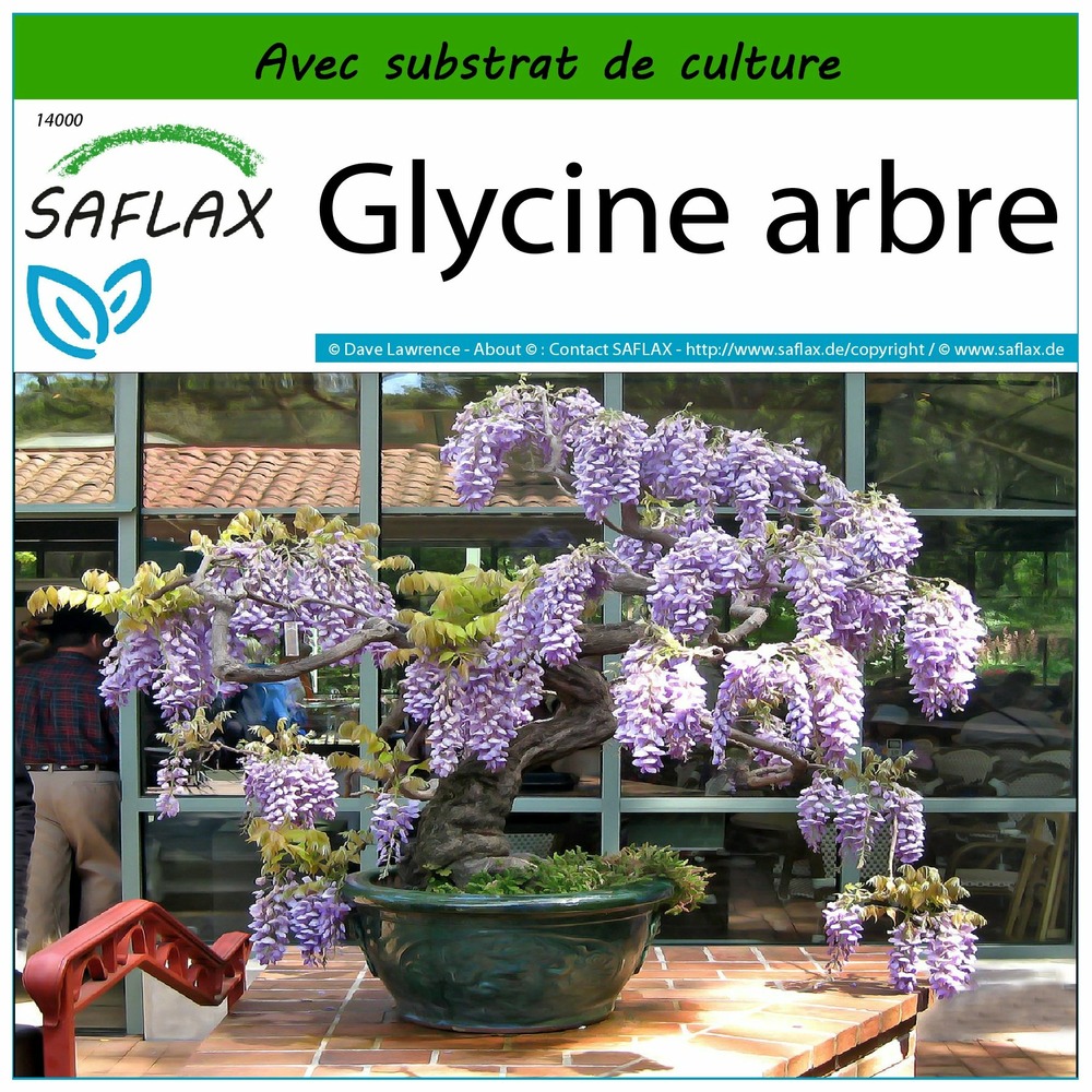 Glycine arbre - 15 graines - avec substrat - bolusanthus speciosus