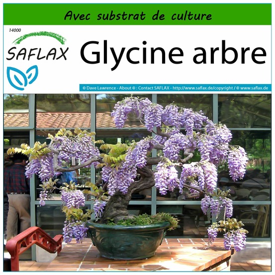 Glycine arbre - 15 graines - avec substrat - bolusanthus speciosus