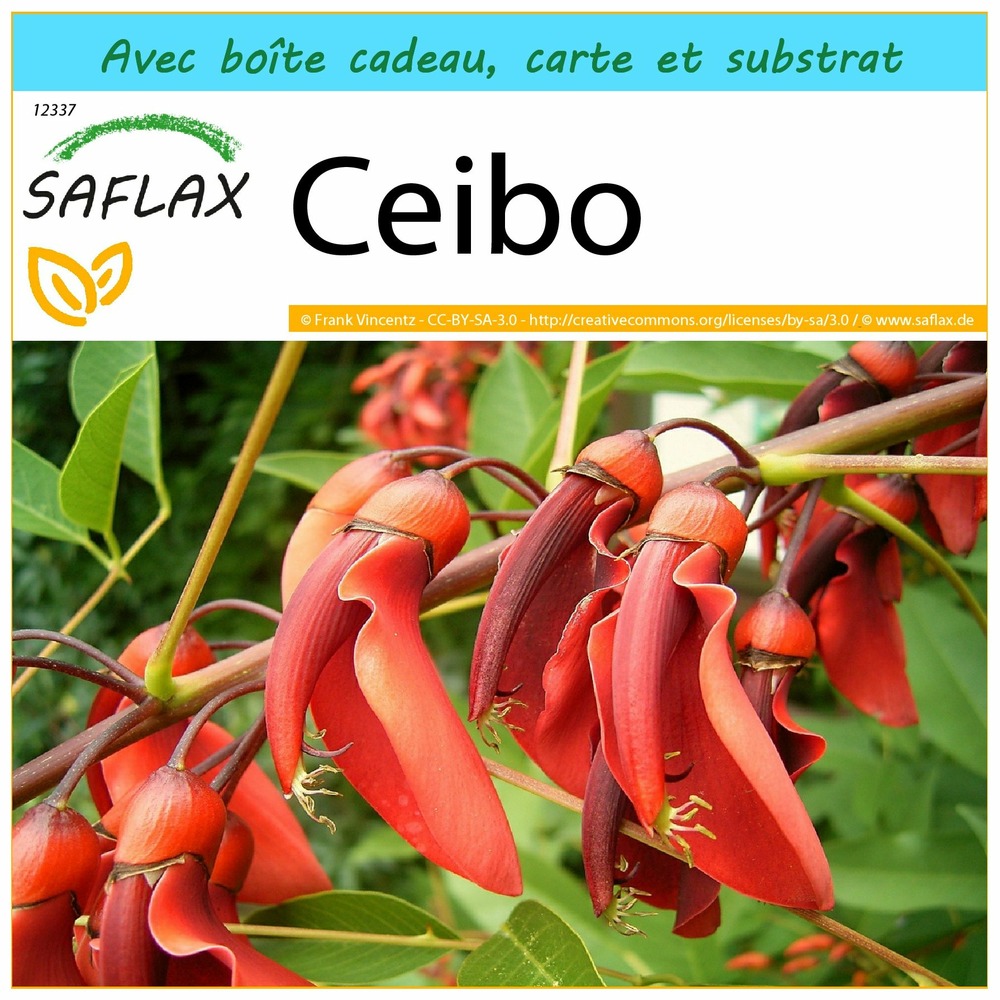 Ensemble-cadeau - ceibo - 6 graines - erythrina crista-galli