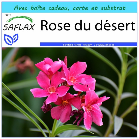 Ensemble-cadeau - rose du désert - 8 graines - adenium obesum