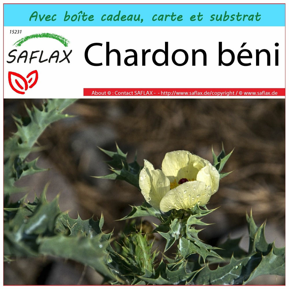 Ensemble-cadeau - chardon béni - 50 graines - cnicus benedictus