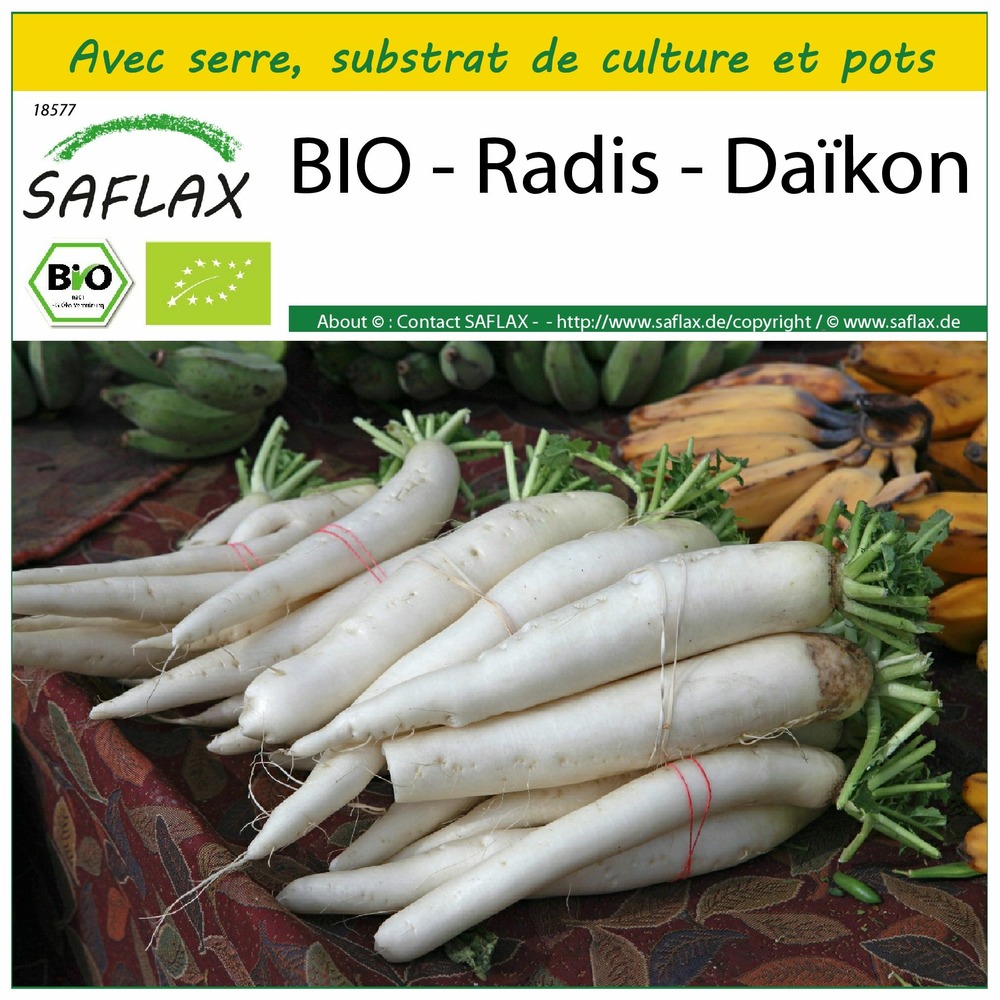 Ensemble de culture - bio - radis - daïkon - 100 graines - raphanus sativus