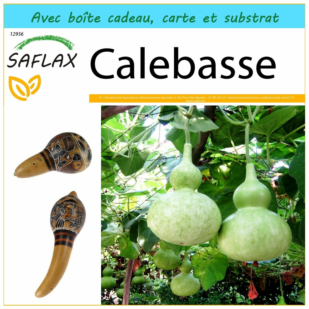 Ensemble-cadeau - calebasse - 15 graines - lagenaria siceraria