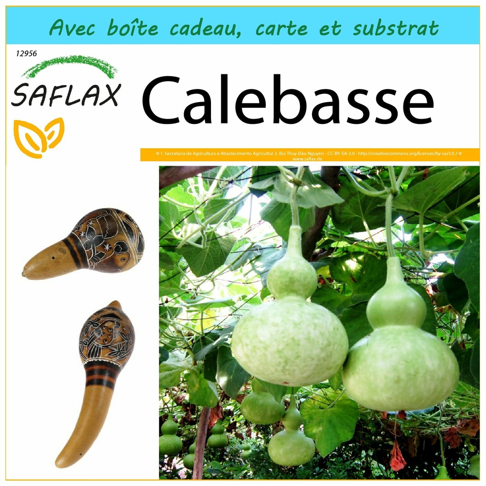 Kit cadeau - calebasse - 15 graines  - lagenaria siceraria