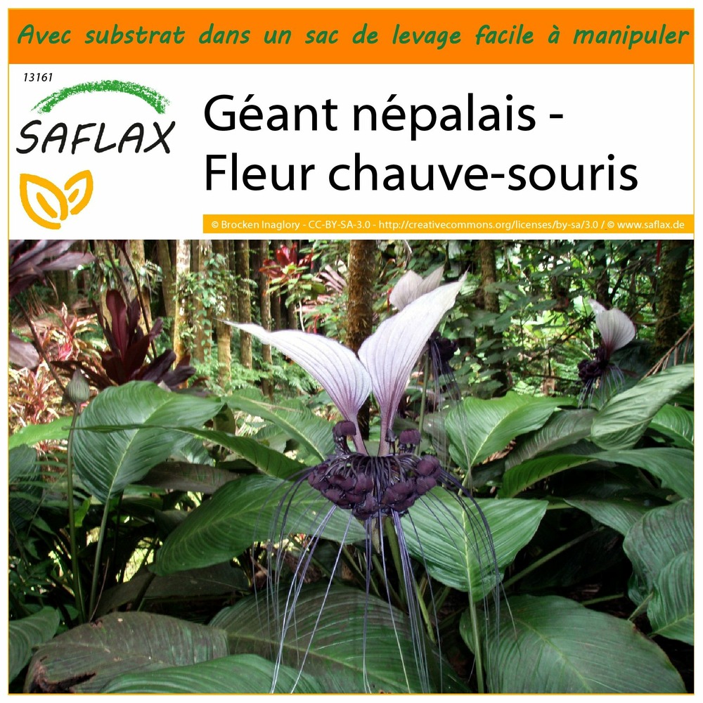 Jardin dans le sac - géant népalais - fleur chauve-souris - 10 graines  - tacca nevia white