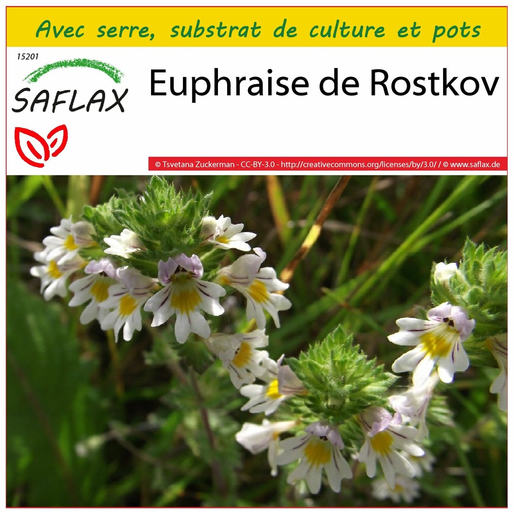 Ensemble de culture - euphraise de rostkov - 200 graines - euphrasia officinalis