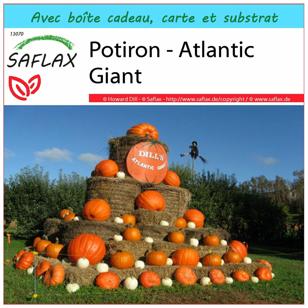 Kit cadeau - potiron - atlantic giant - 7 graines  - cucurbita maxima