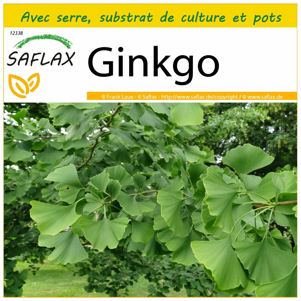 Kit de culture - ginkgo - 4 graines  - ginkgo biloba