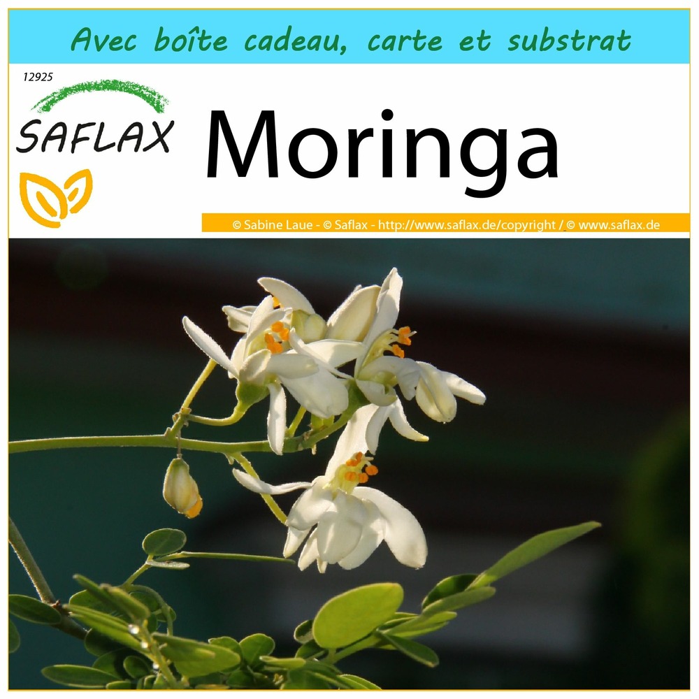 Ensemble-cadeau - moringa - 10 graines - moringa oleifera