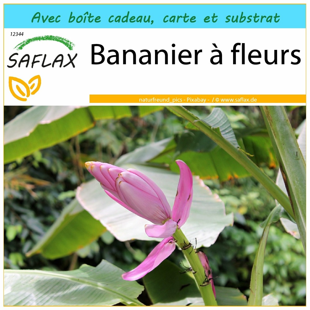 Ensemble-cadeau - bananier à fleurs - 8 graines - musa velutina