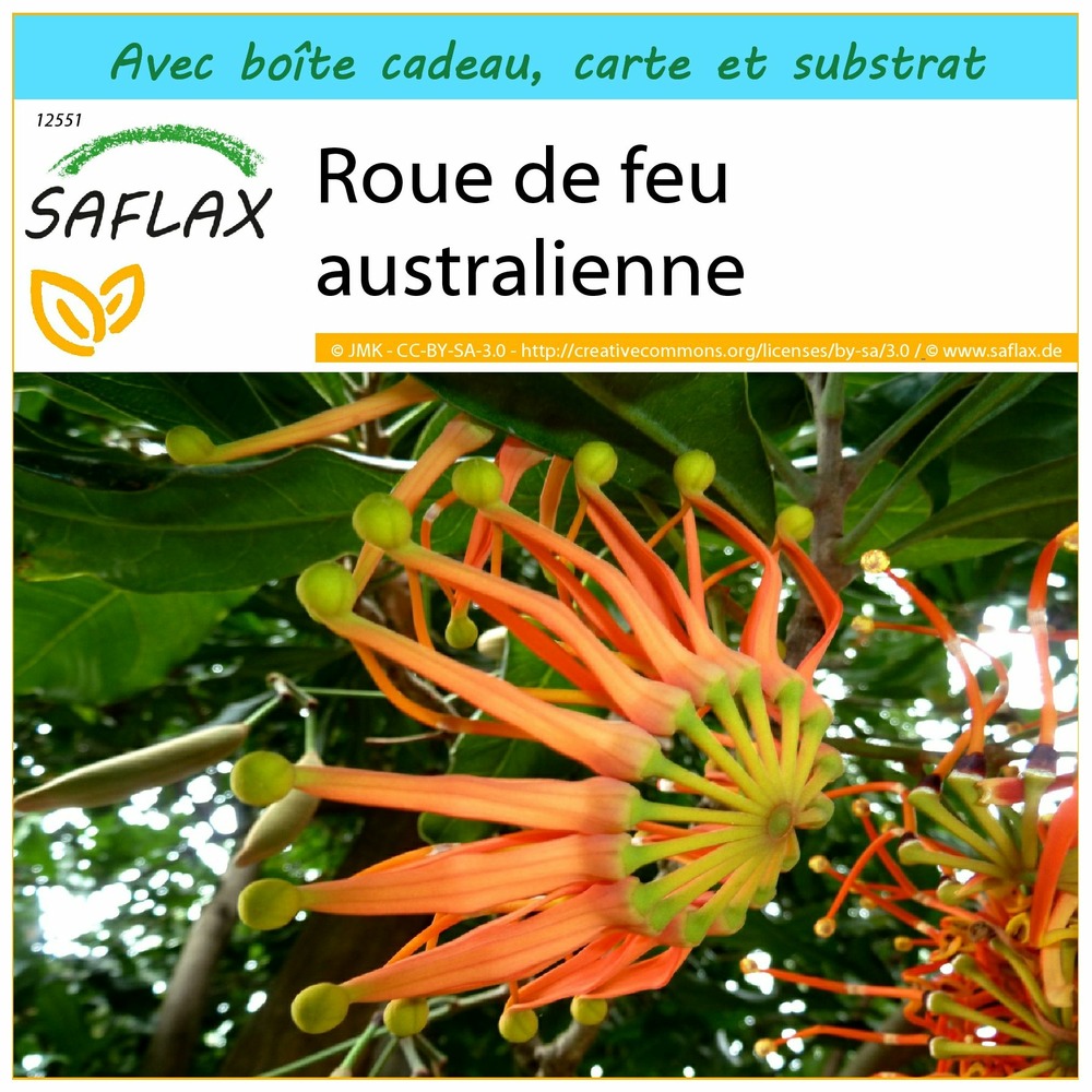 Ensemble-cadeau - roue de feu australienne - 20 graines - stenocarpus sinuatus