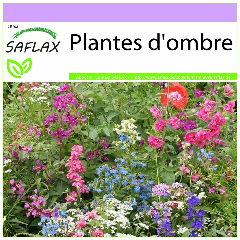 Plantes d'ombre - 1000 graines - mix