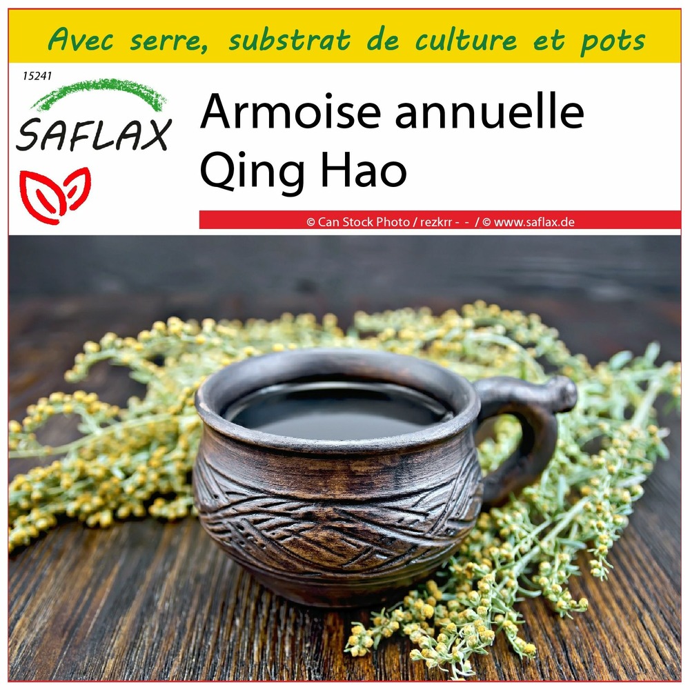 Ensemble de culture - armoise annuelle qing hao - 250 graines - artemisia annua