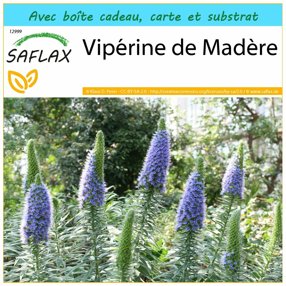 Ensemble-cadeau - vipérine de madère - 100 graines - echium fastuosa