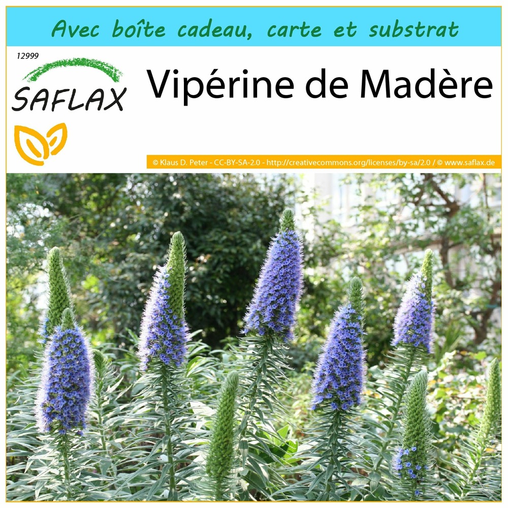Kit cadeau - vipérine de madère - 100 graines  - echium fastuosa