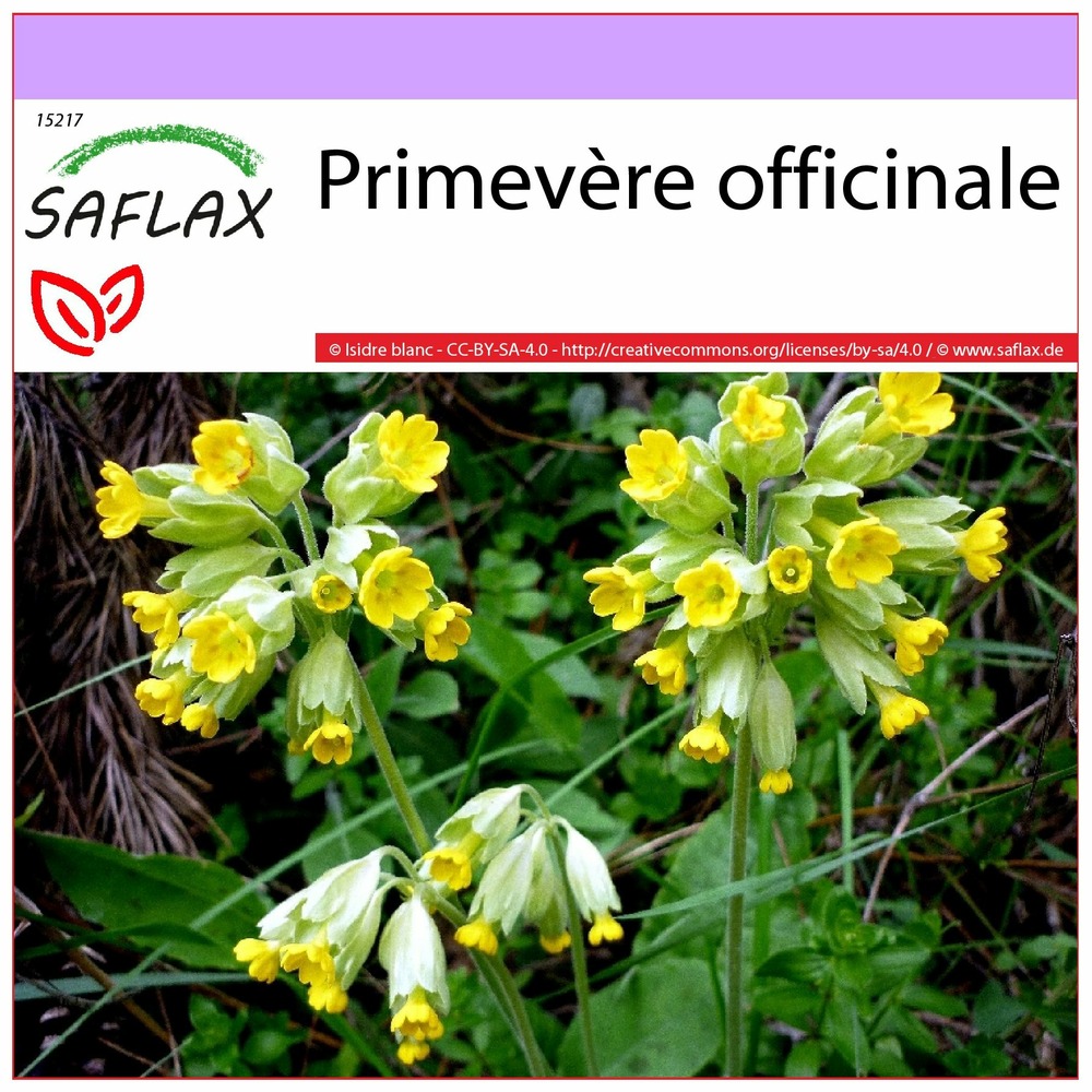 Primevère officinale - 100 graines - primula veris