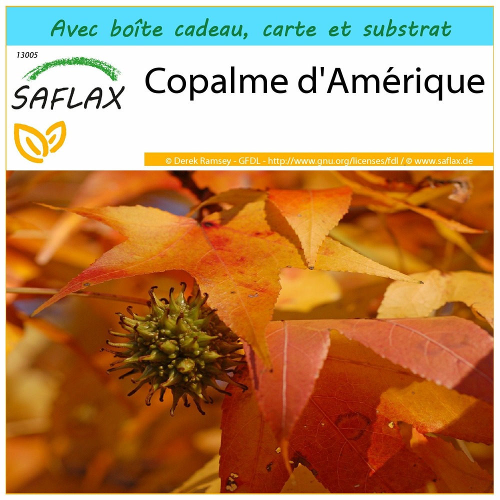 Ensemble-cadeau - copalme d'amérique - 100 graines - liquidamber styraciflua