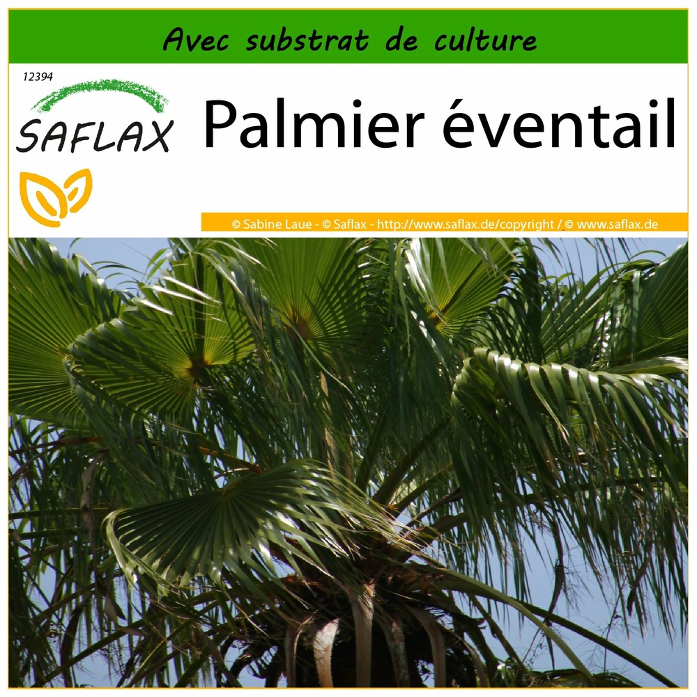 Palmier éventail - 12 graines - avec substrat - washingtonia robusta