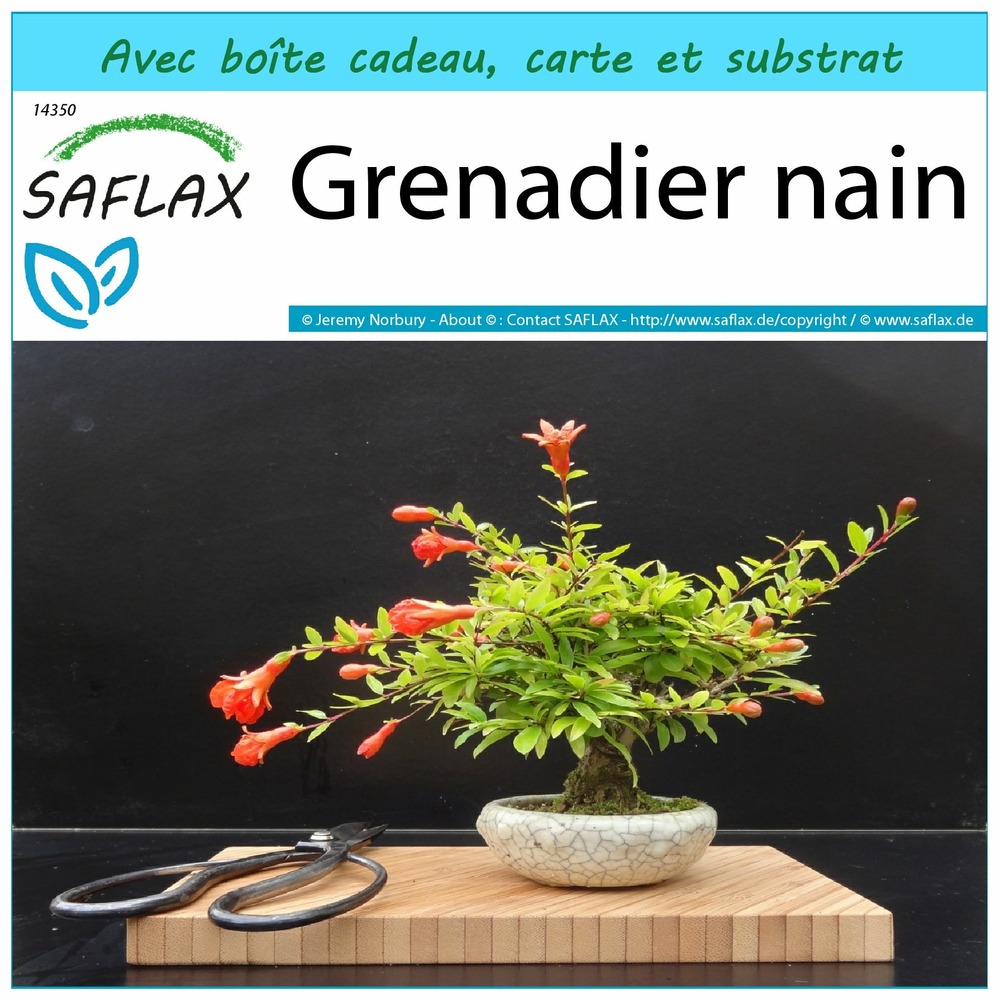 Ensemble-cadeau - grenadier nain - 50 graines - punica granatum nana
