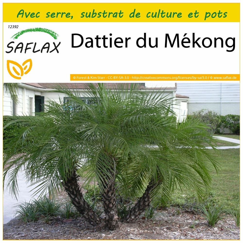 Ensemble de culture - dattier du mékong - 25 graines - phoenix roebelenii