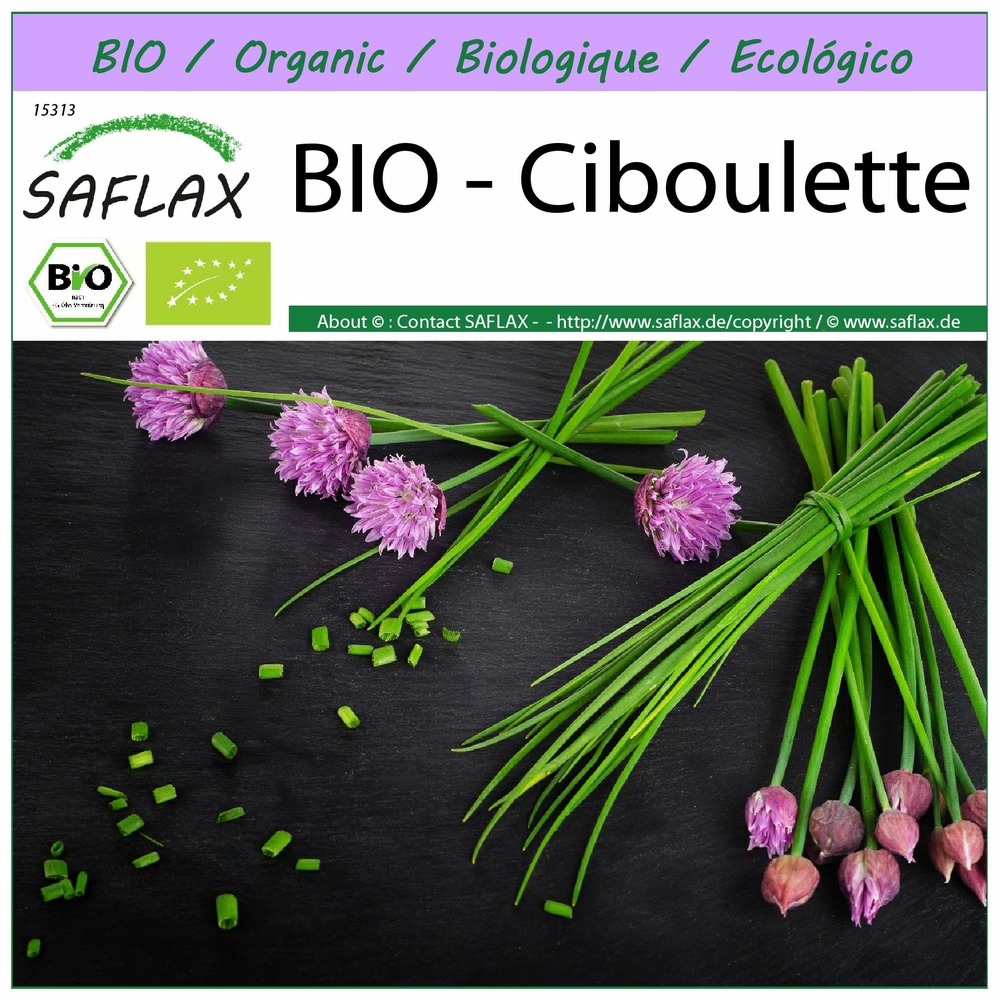 Bio - ciboulette - 250 graines - allium schoenoprasum