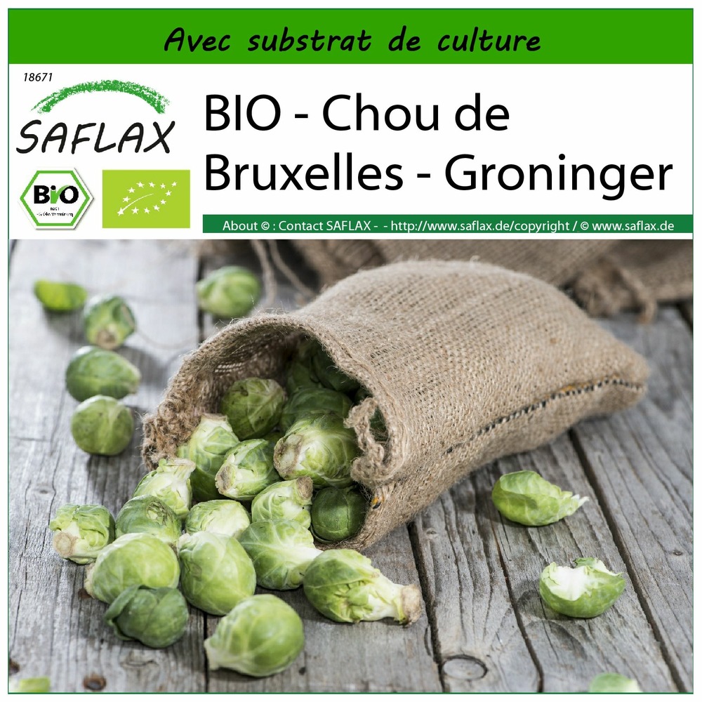 Bio - chou de bruxelles - groninger - 30 graines - avec substrat - brassica oleracea var. Gemmifera