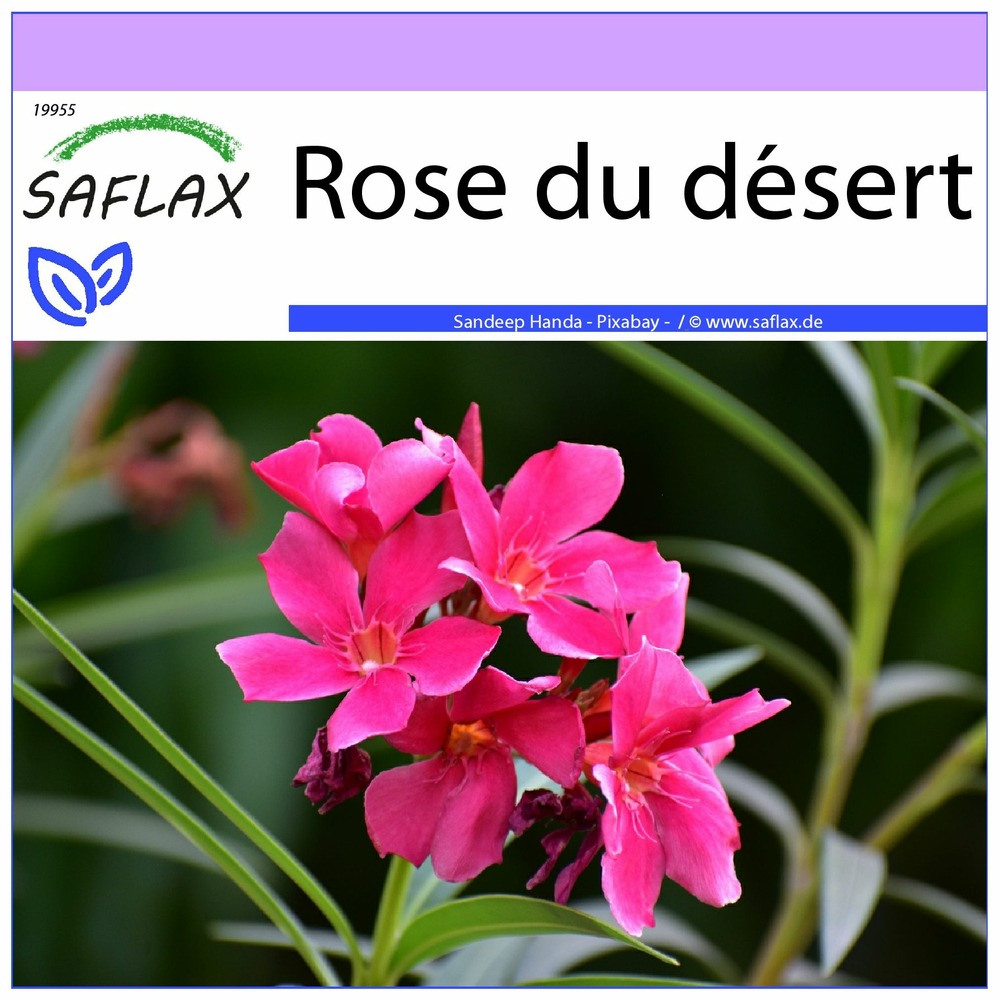 Rose du désert - 8 graines - adenium obesum