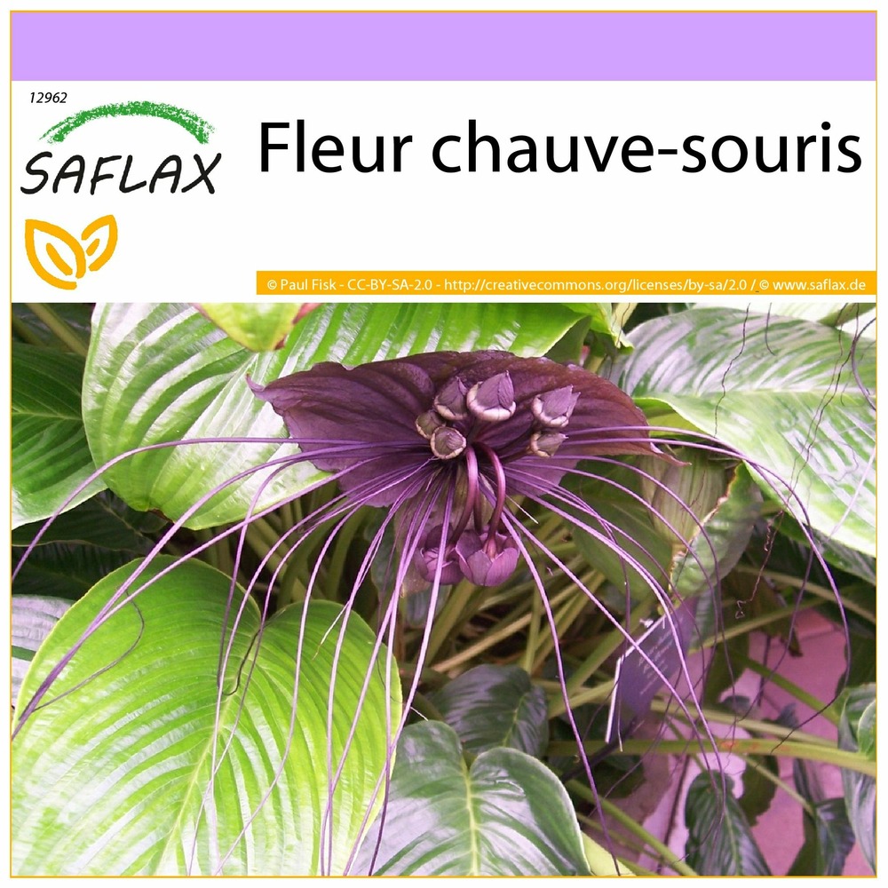 Fleur chauve-souris - 10 graines - tacca chantrieri