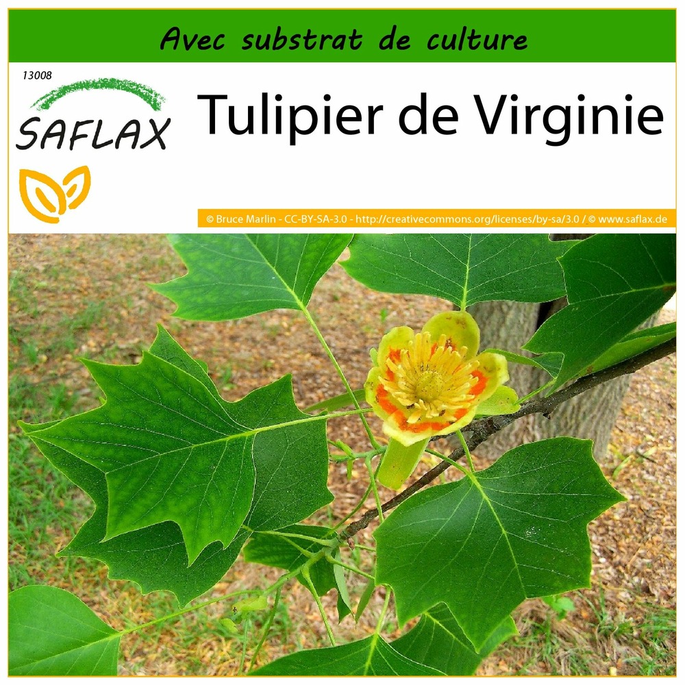 Tulipier de virginie - 20 graines - avec substrat - liriodendron tulipifera