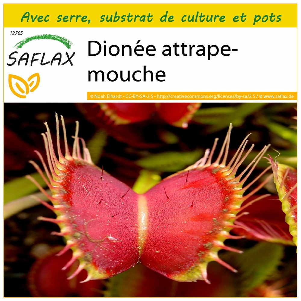 Ensemble de culture - dionée attrape-mouche - 10 graines - dionaea muscipula