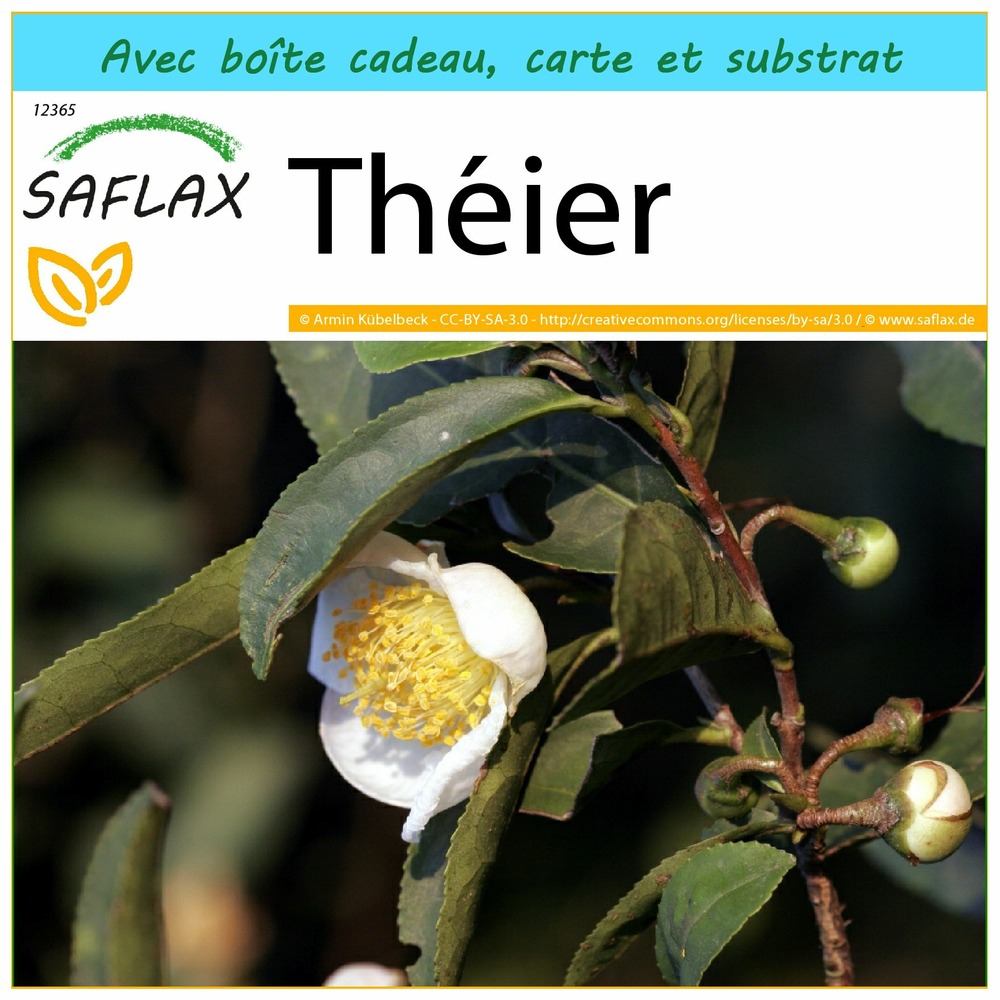 Ensemble-cadeau - théier - 6 graines - camellia sinensis