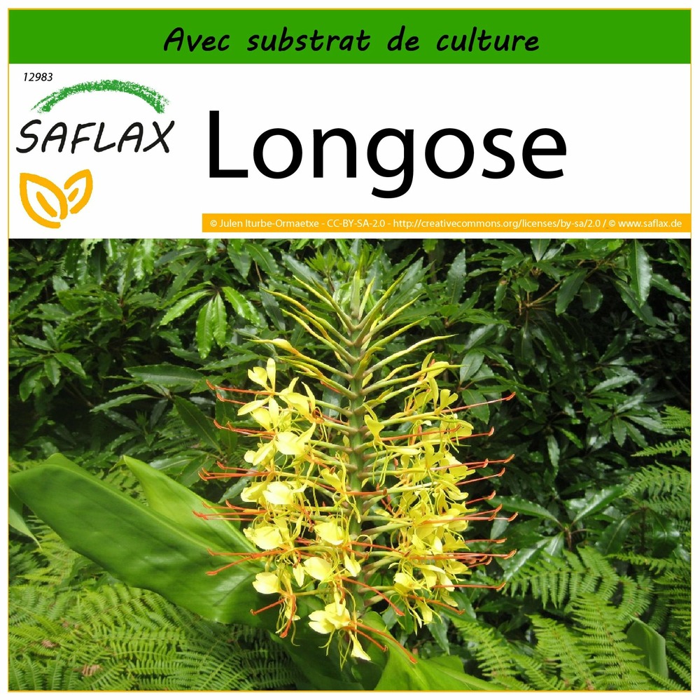 Longose - 10 graines - avec substrat - hedychum gardnerianum