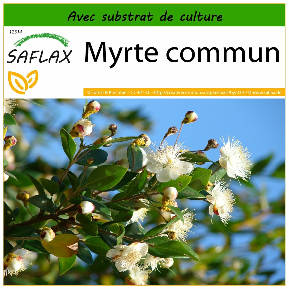 Myrte commun - 30 graines - avec substrat - myrtus communis