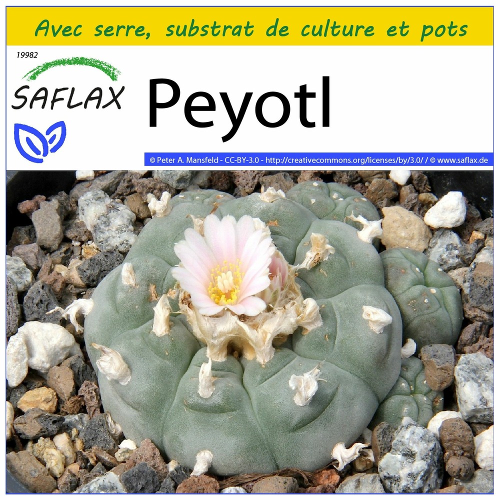 Kit de culture - peyotl - 20 graines  - lophophora williamsii