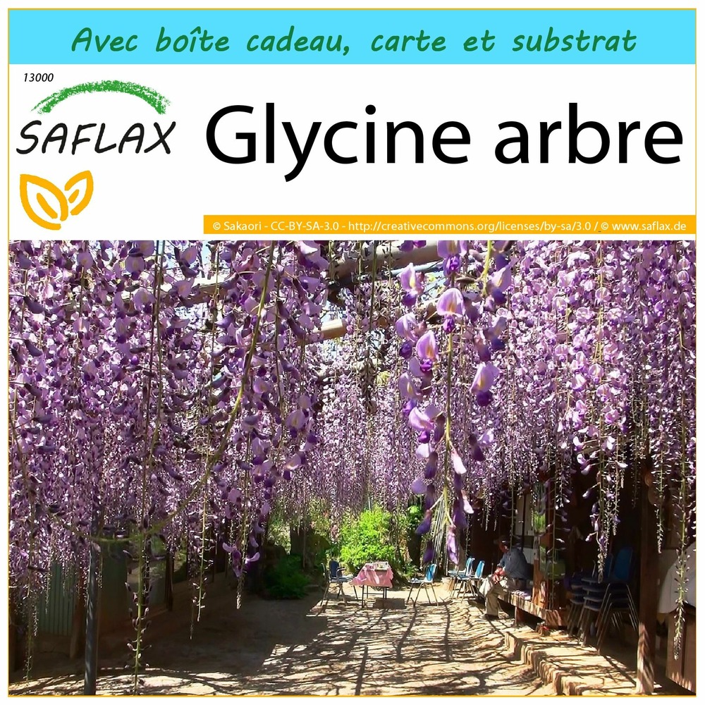 Ensemble-cadeau - glycine arbre - 15 graines - bolusanthus africanus