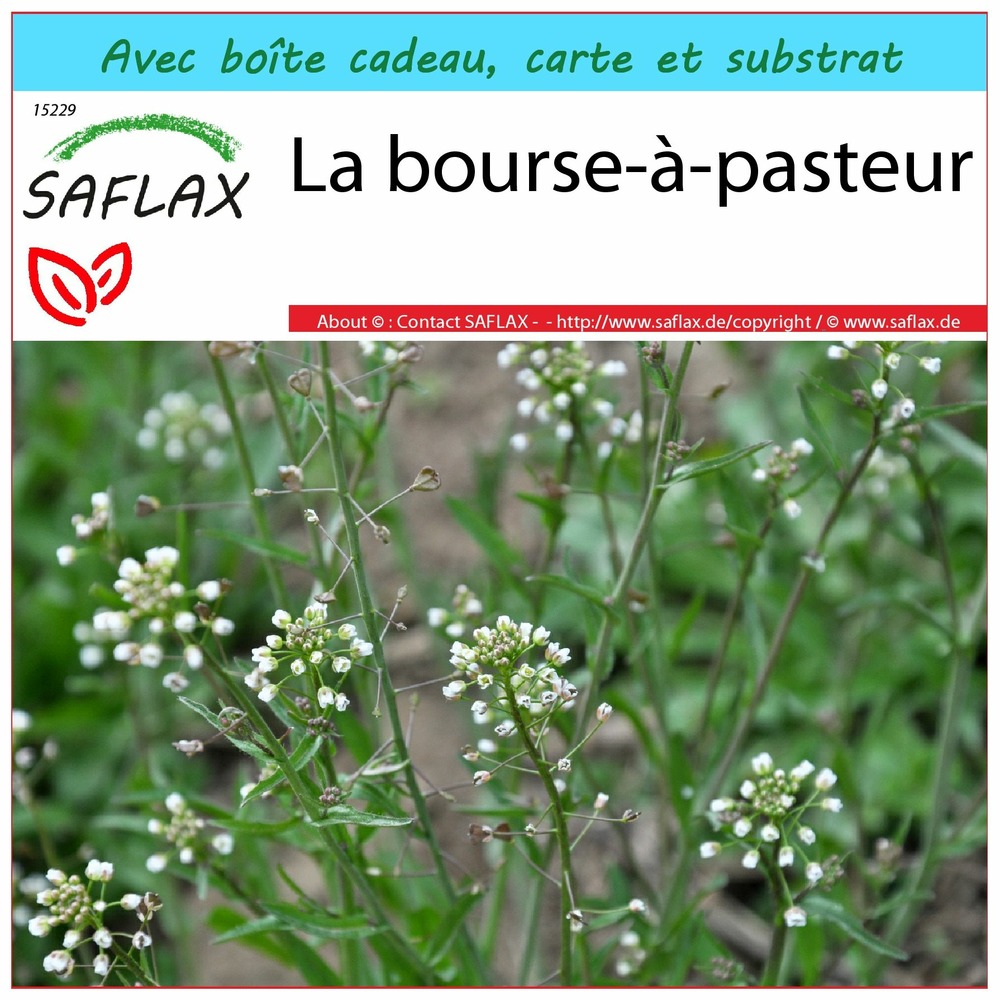 Ensemble-cadeau - la bourse-à-pasteur - 1000 graines - capsella bursa-pastoris