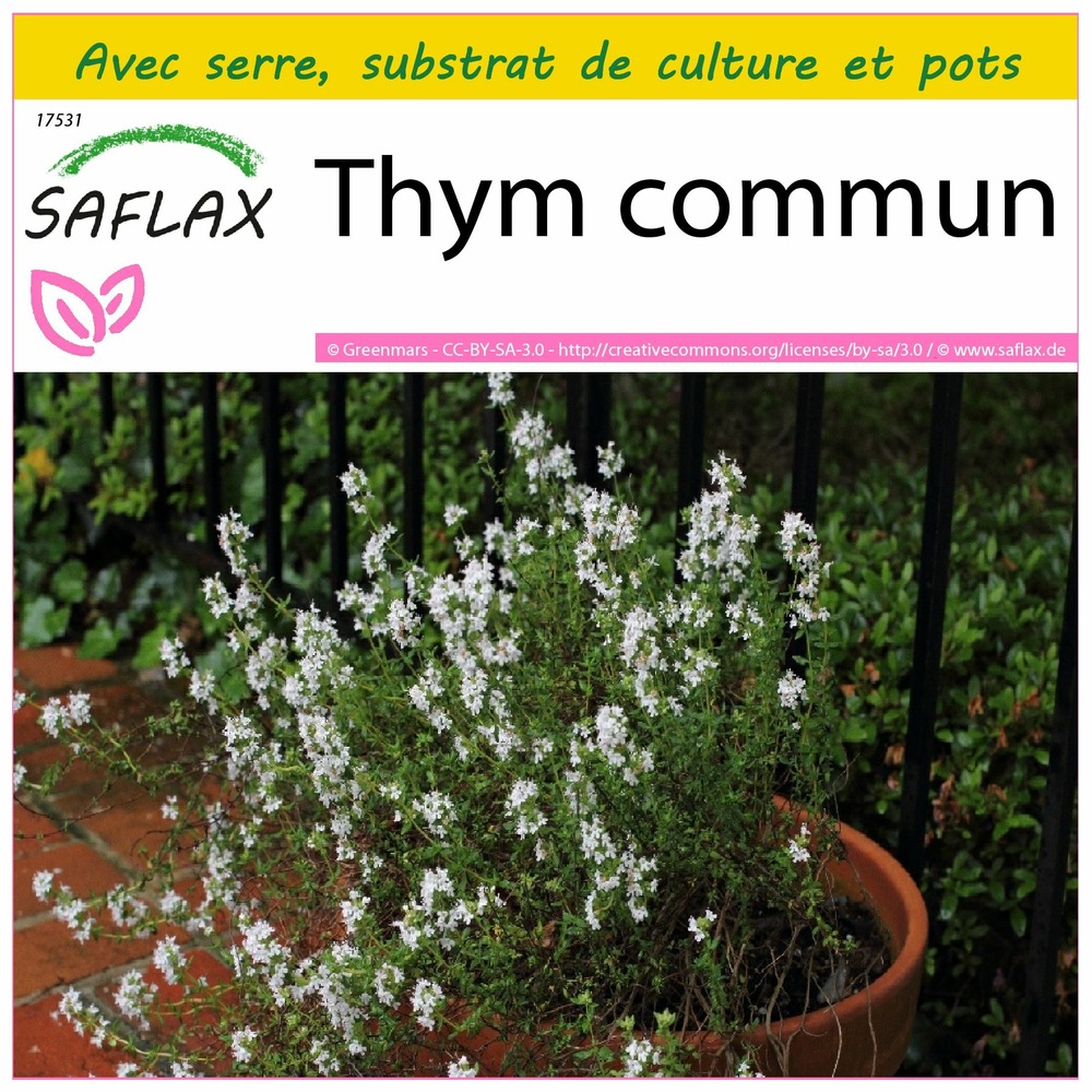 Ensemble de culture - thym commun - 200 graines - thymus vulgaris