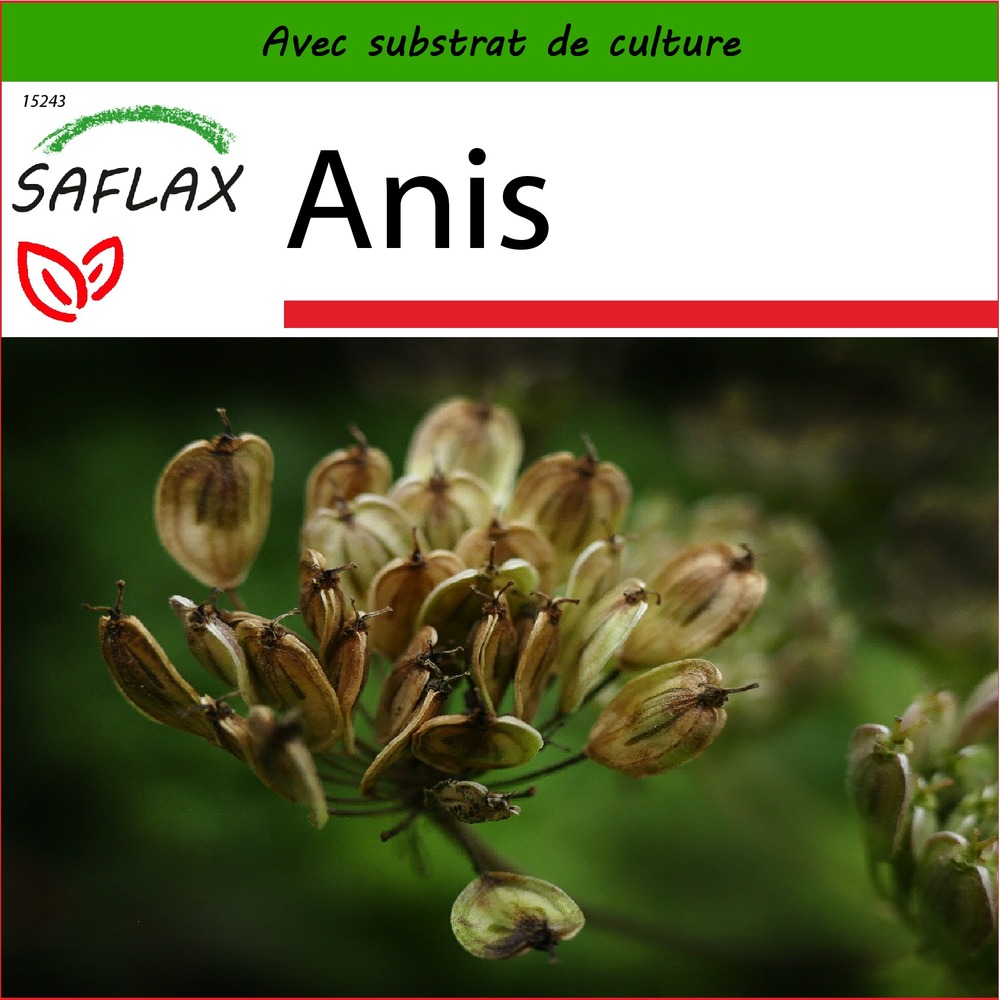 Anis - 200 graines - avec substrat - pimpinella anisum