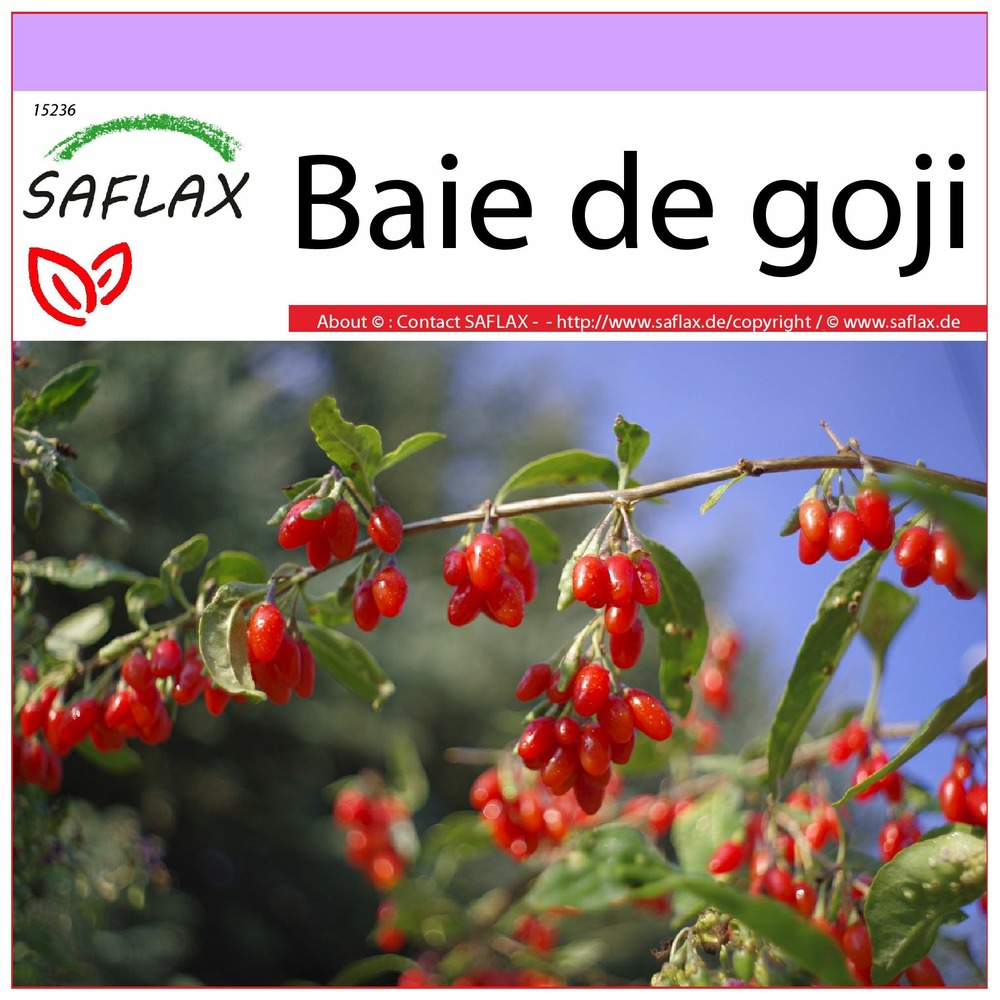 Baie de goji - 200 graines - lycium chinensis