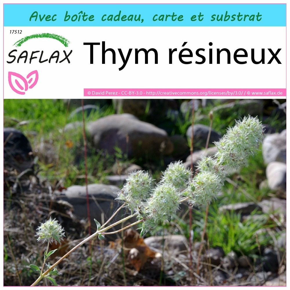 Ensemble-cadeau - thym résineux - 250 graines - thymus mastichina