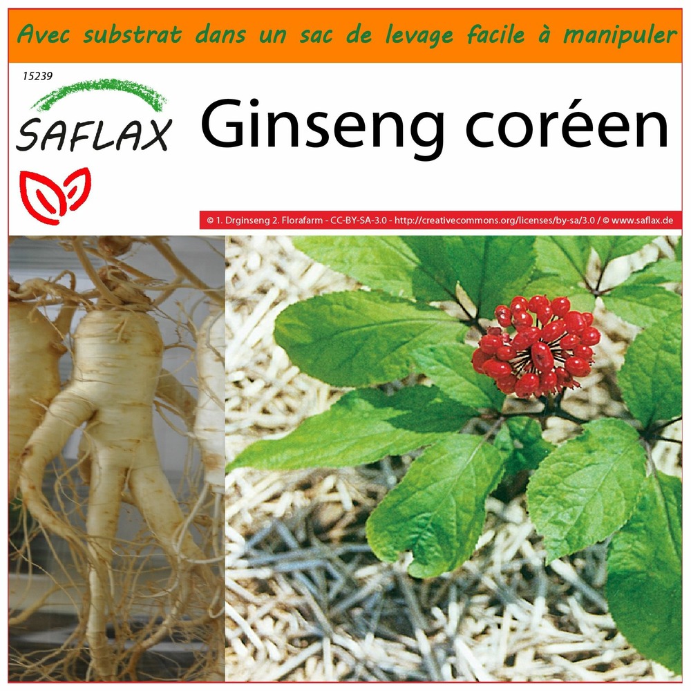 Jardin dans le sac - ginseng coréen - 10 graines  - panax ginseng