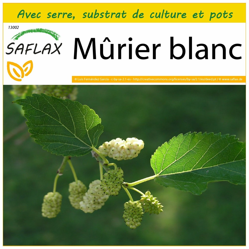 Ensemble de culture - mûrier blanc - 200 graines - morus alba