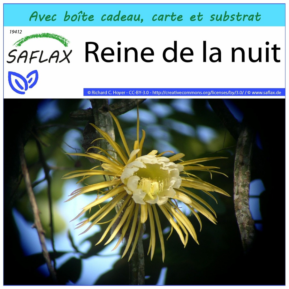 Ensemble-cadeau - reine de la nuit - 40 graines - selenicerus grandiflorus