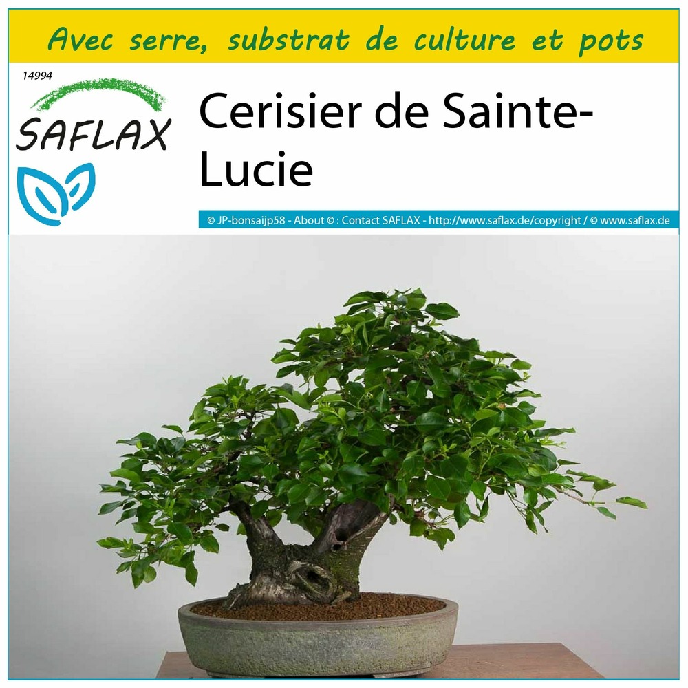 Ensemble de culture - cerisier de sainte-lucie - 30 graines - prunus mahaleb