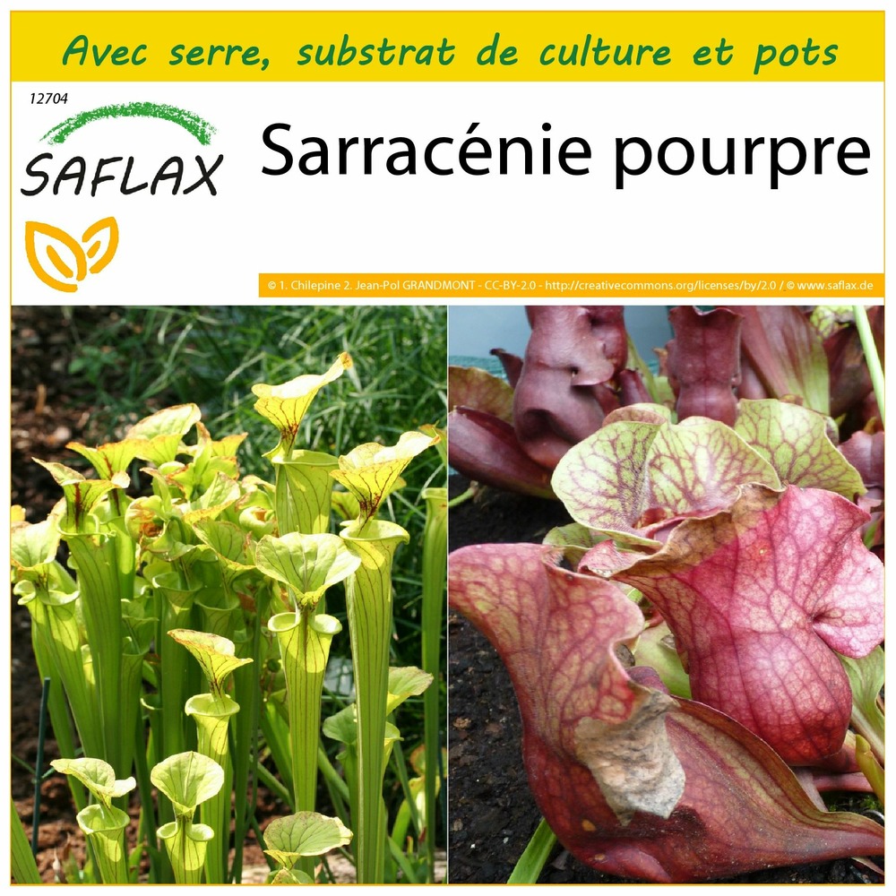 Ensemble de culture - sarracénie pourpre - 10 graines - sarracenia flava / s. Purpurea - mix