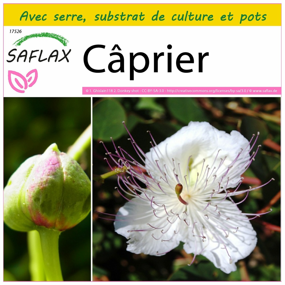 Ensemble de culture - câprier - 25 graines - capparis spinosa